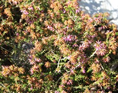 Erica dispar