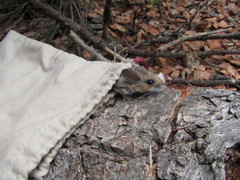 Peromyscus boylii
