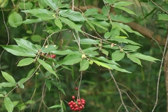 Huberantha cerasoides