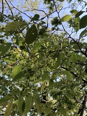 Ulmus uyematsui