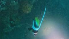Heniochus acuminatus