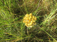 Helichrysum auriceps