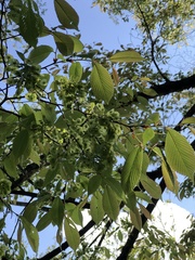 Ulmus uyematsui