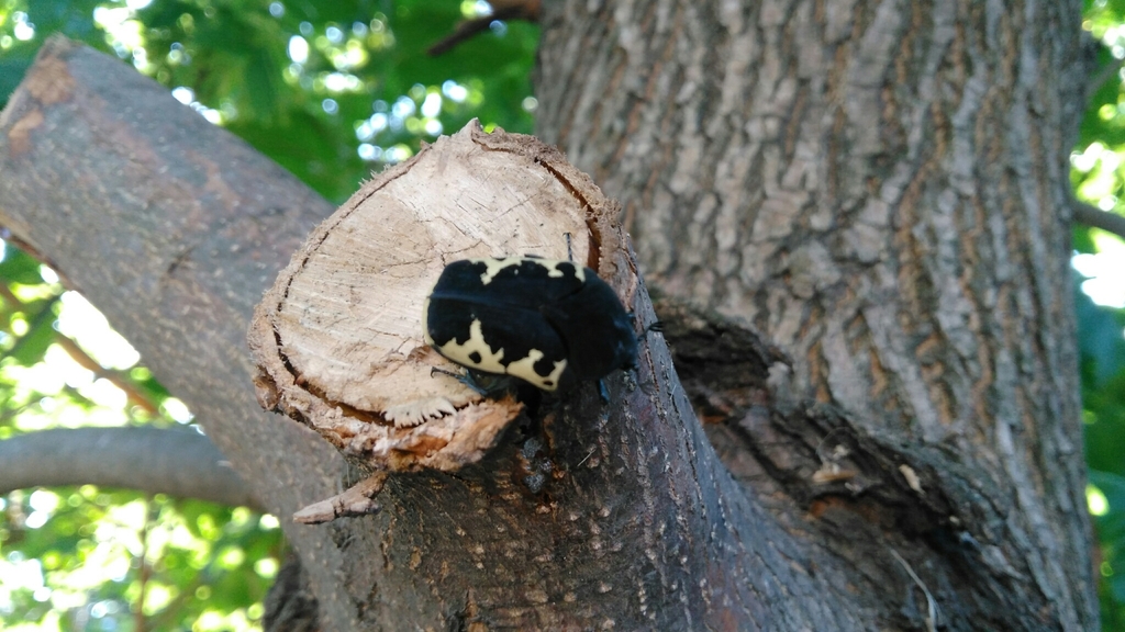 Gymnetis pudibunda