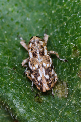 Cylindrocopturus adspersus