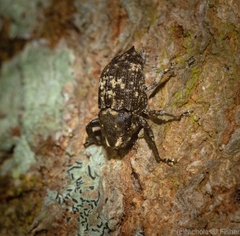 Eutyrhinus meditabundus