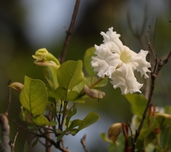 Dolichandrone falcata