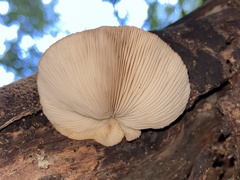Crepidotus fuscovelutinus