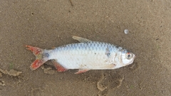 Brycinus imberi