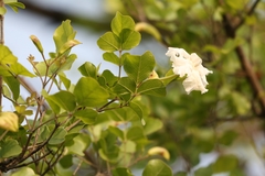 Dolichandrone falcata