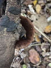 Crepidotus fuscovelutinus