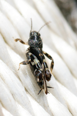Ellipes minuta