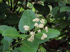 Ehretia dicksonii