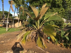 Pritchardia martii
