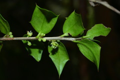 Ilex bioritsensis