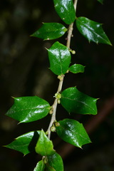 Ilex bioritsensis