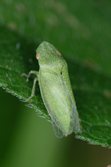Xerophloea peltata