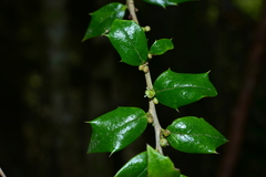 Ilex bioritsensis