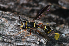 Polybiomyia bellardii