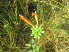 Leonotis ocymifolia raineriana