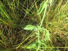 Leonotis ocymifolia raineriana