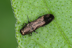 Paragrilus rugatulus