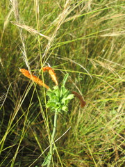 Leonotis ocymifolia raineriana