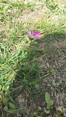 Cosmos bipinnatus