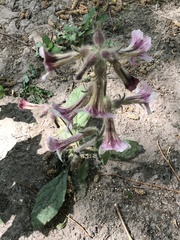 Rehmannia glutinosa
