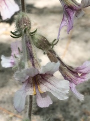 Rehmannia glutinosa