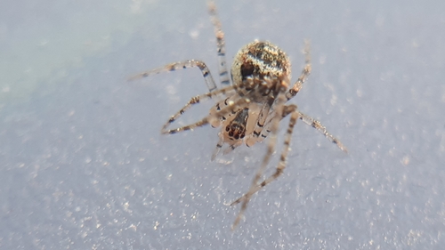 False Pirate Spider