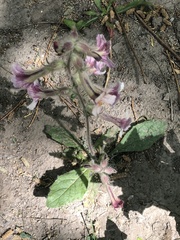 Rehmannia glutinosa