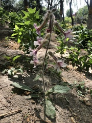 Rehmannia glutinosa
