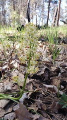 Toxicoscordion micranthum