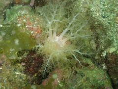 Eupentacta quinquesemita