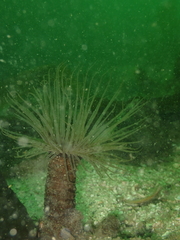 Pachycerianthus fimbriatus image