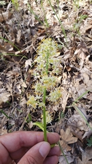 Toxicoscordion micranthum