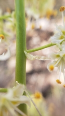 Toxicoscordion micranthum