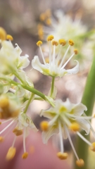 Toxicoscordion micranthum