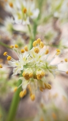 Toxicoscordion micranthum