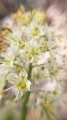 Toxicoscordion micranthum