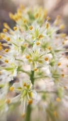 Toxicoscordion micranthum