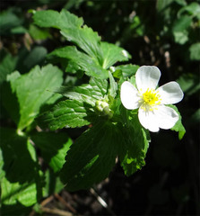 Ranunculus aconitifolius