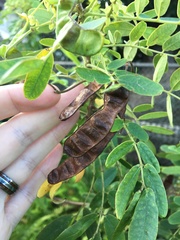 Senna gaudichaudii