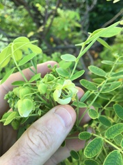 Senna gaudichaudii