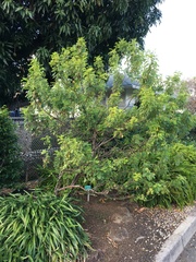 Senna gaudichaudii