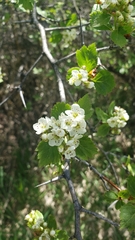 Crataegus castlegarensis