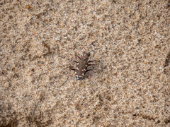 Cicindela soluta