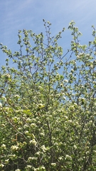 Crataegus castlegarensis