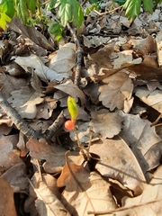 Trigonaspis megaptera